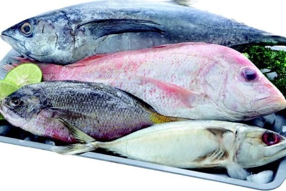 Ikan Laut
